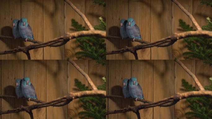 蓝色福布斯鹦鹉养鸟