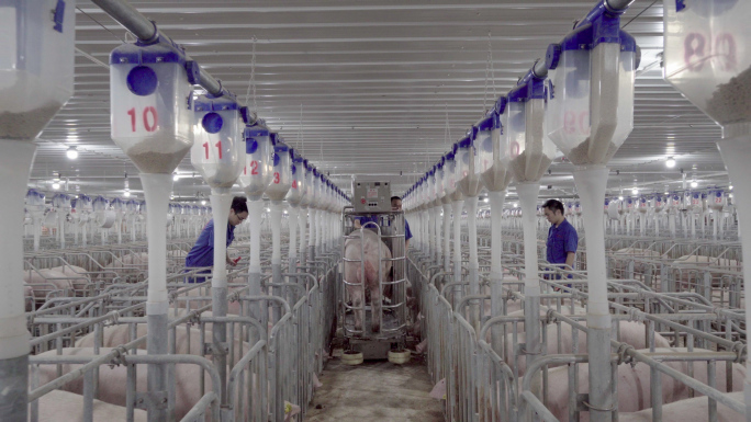 【4K】国内现代化生猪养殖现代畜牧业