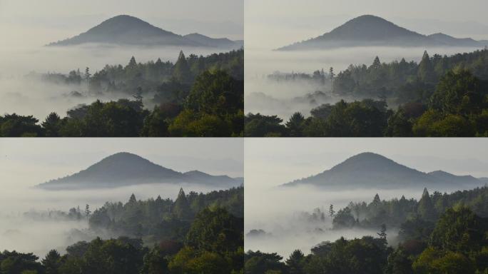 雾蒙蒙的早晨生态系统山丘