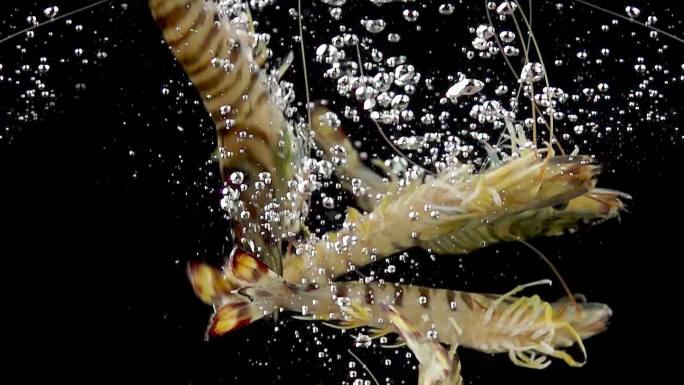 鲜活九节虾落水创意实拍镜头
