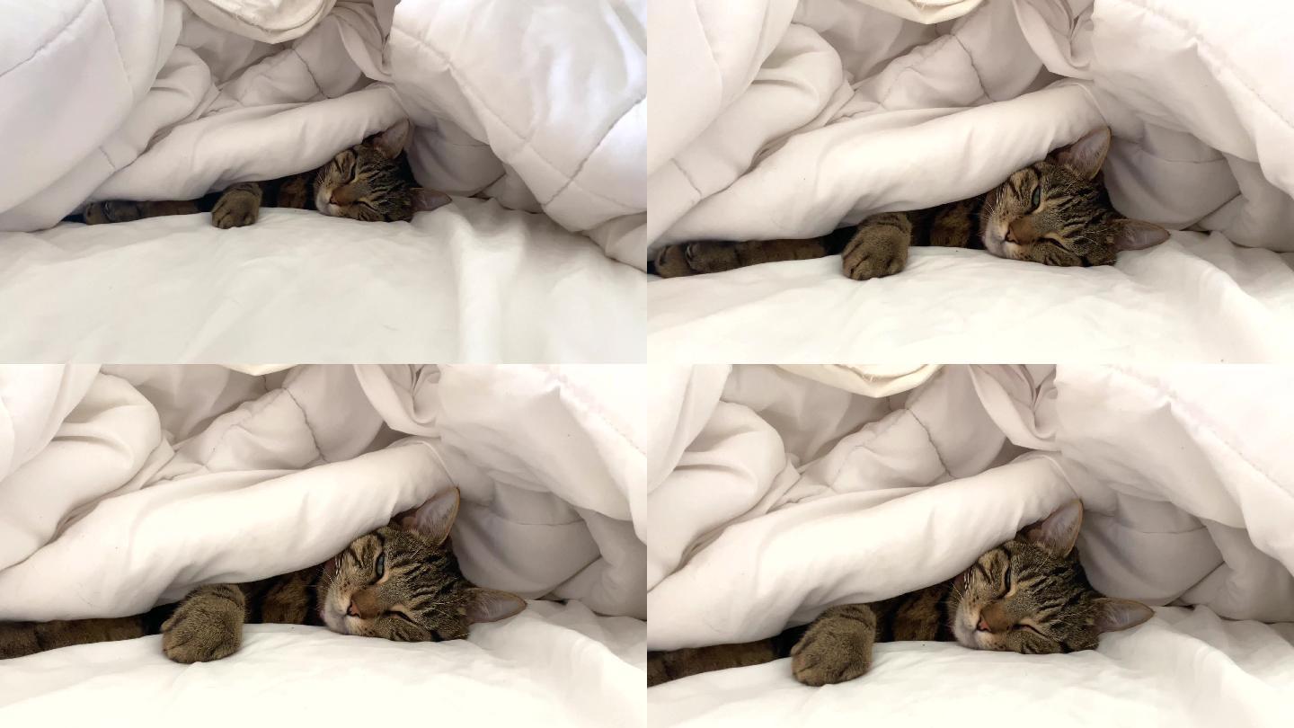 猫咪在白色床单下休息