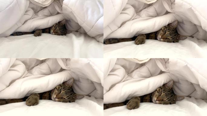 猫咪在白色床单下休息