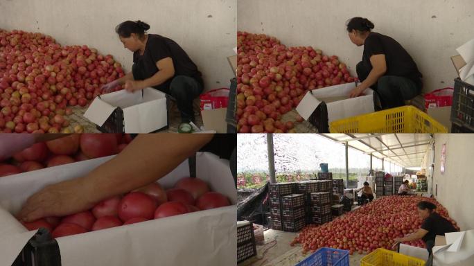 妇女菜农农民往箱子里装西红柿番茄