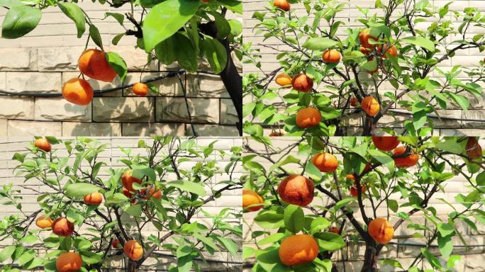 盆栽橘子树年桔盆景