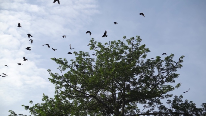 乌鸦从绿树上飞走了