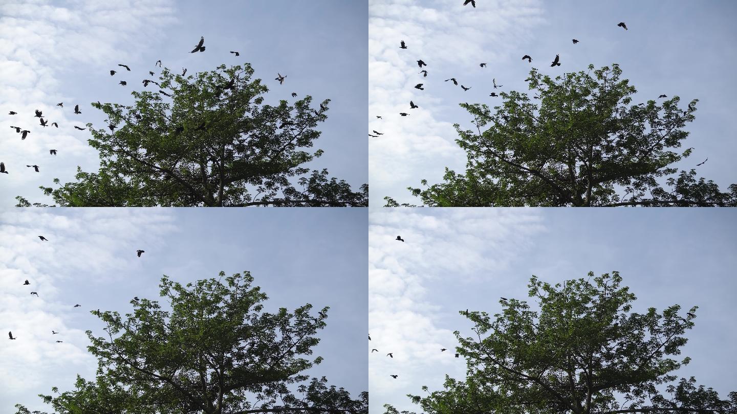乌鸦从绿树上飞走了