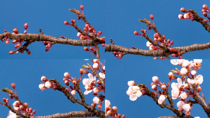 春天樱花盛开视频素材