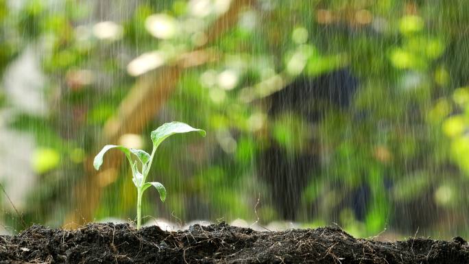 雨中的绿芽生长理念