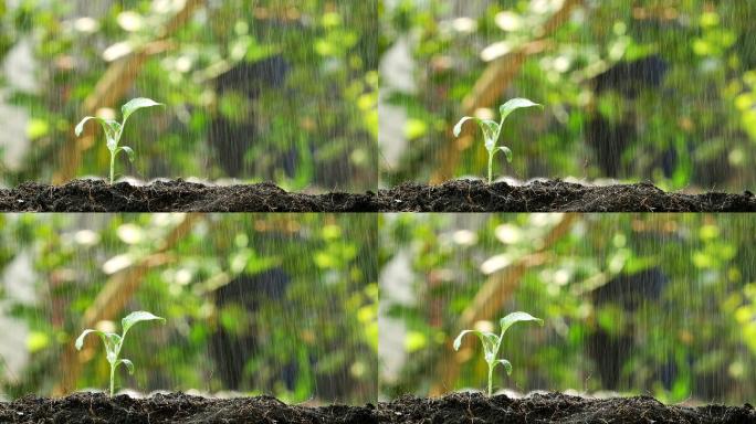 雨中的绿芽生长理念