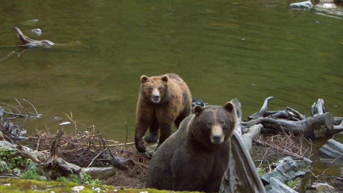 两只黑熊狗熊湖泊湿地