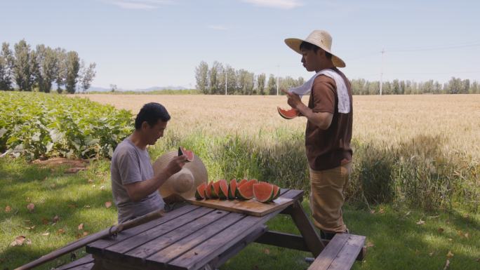 农民在田头吃西瓜