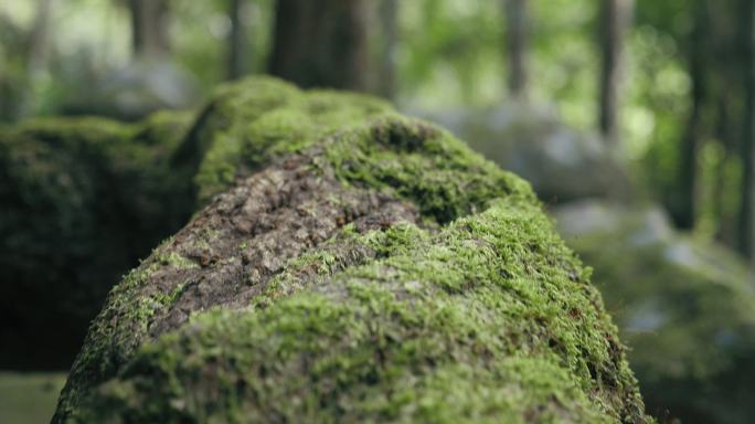 森林中热带绿树根部苔藓的特写