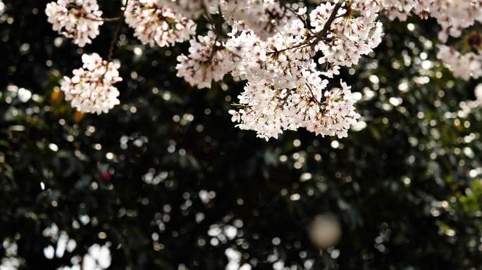 樱花正在落下。花枝花卉空镜空境武大春光