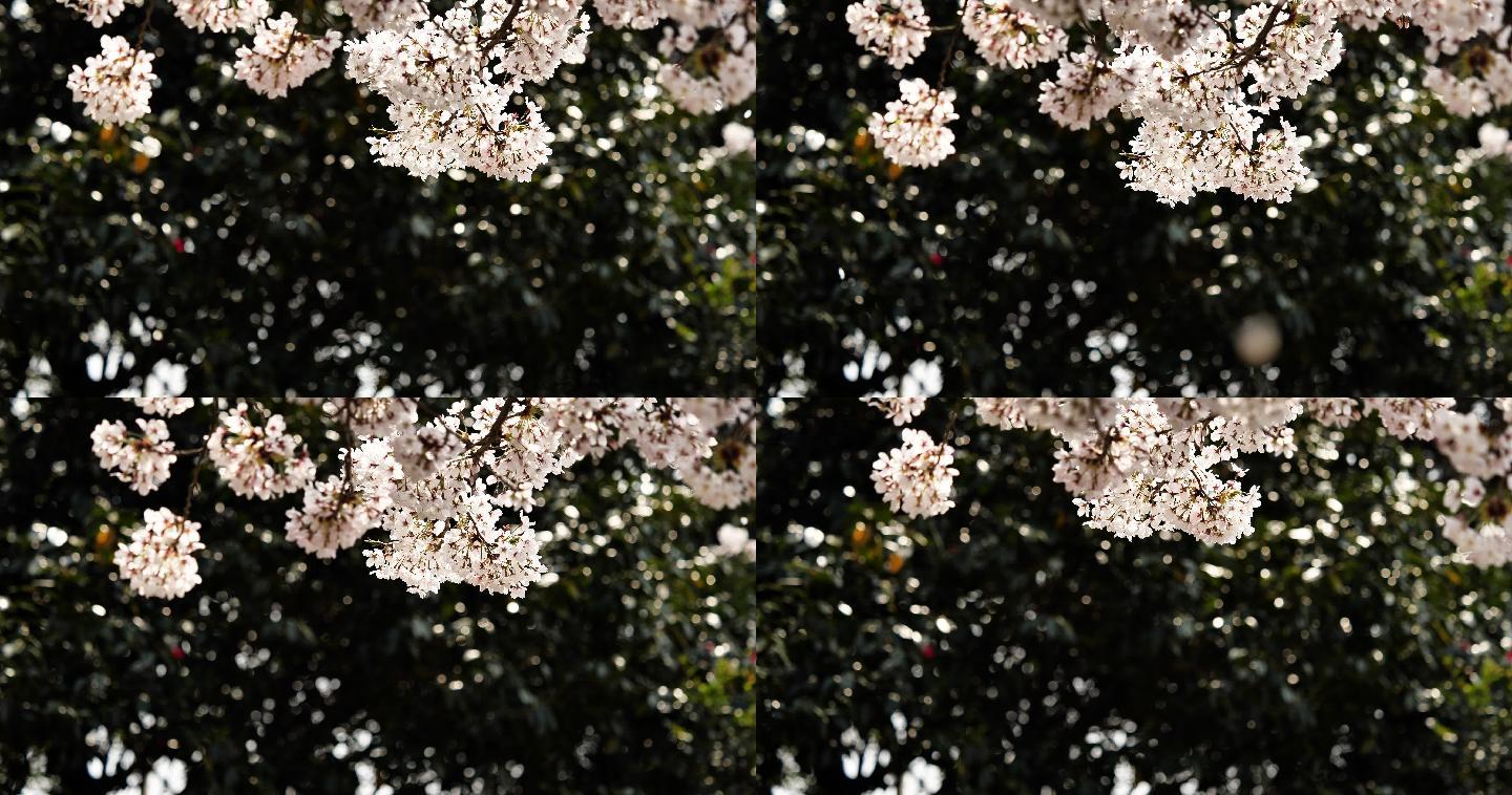 樱花正在落下。花枝花卉空镜空境武大春光