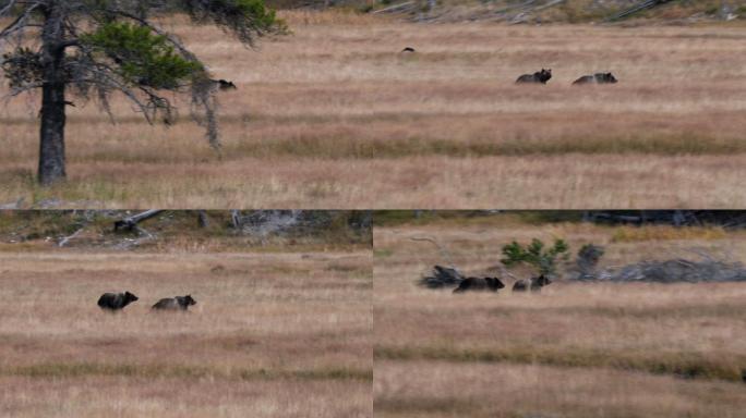 两只灰熊幼崽在黄石公园奔跑