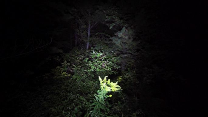 晚上在树林里迷路。