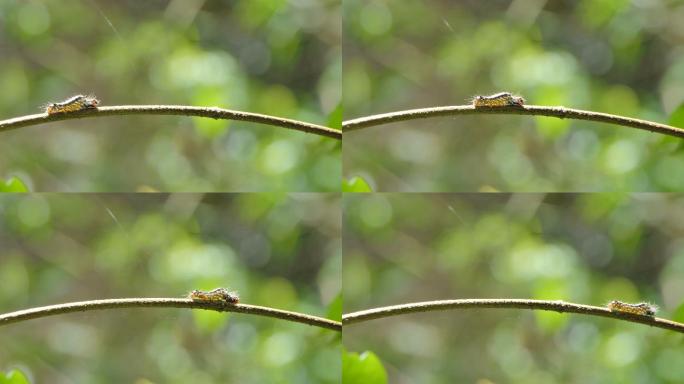 毛毛虫在热带雨林的树枝上爬行。