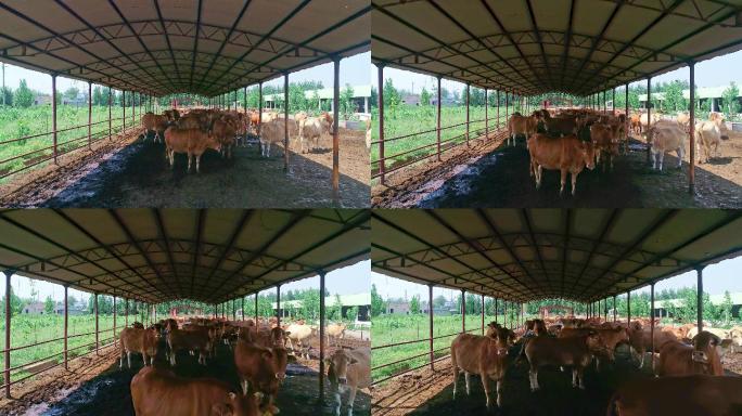 牛棚牛群养殖养殖场农场