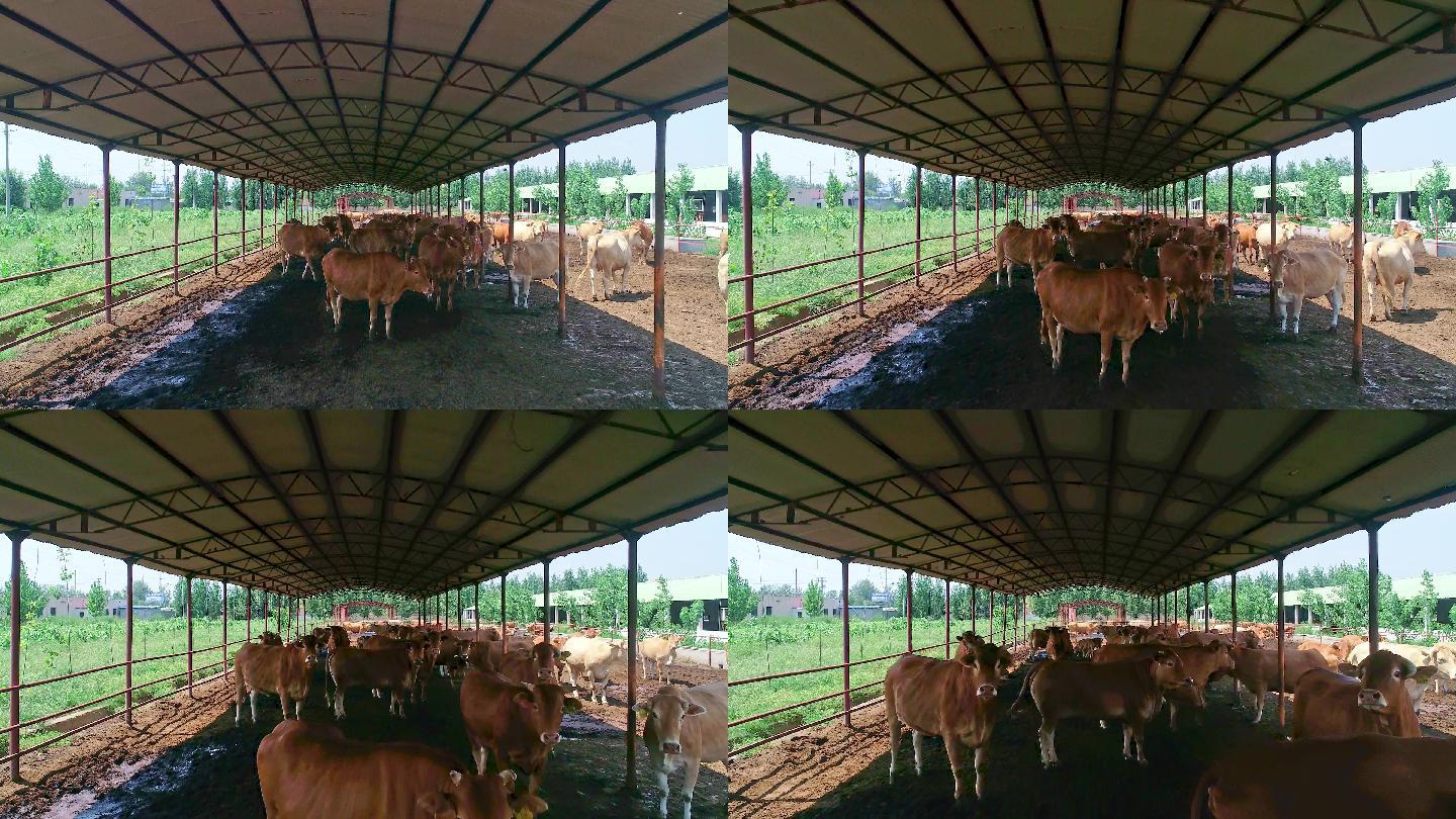 牛棚牛群养殖养殖场农场