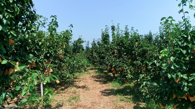梨园果蔬水果种植农业