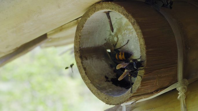 竹筒里的大黄蜂