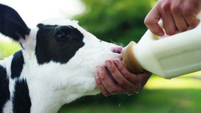 一位农民给小牛一瓶一瓶地喝牛奶