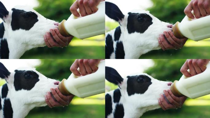 一位农民给小牛一瓶一瓶地喝牛奶