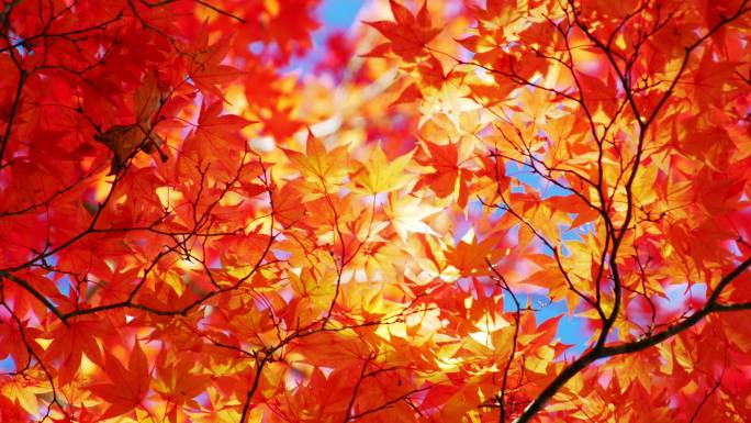秋天的枫叶枫叶落叶秋天银杏古树枯树