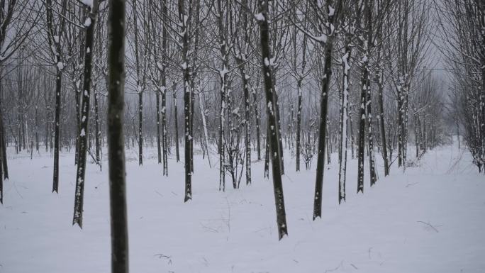 雪后梧桐树