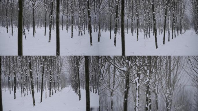 雪后梧桐树