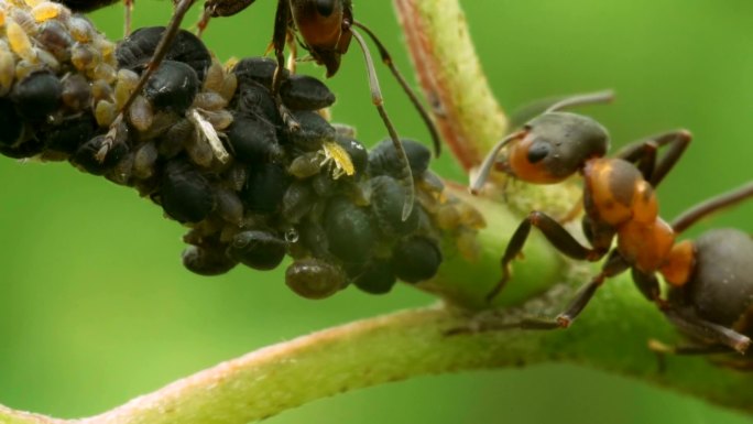 蚂蚁在为一群蚜虫而战。