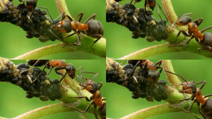 蚂蚁在为一群蚜虫而战。