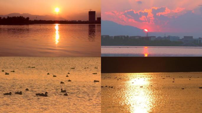 城市落日晚霞湿地公园生态城市候鸟夕阳红