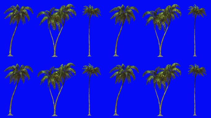 三棵棕榈树视频素材