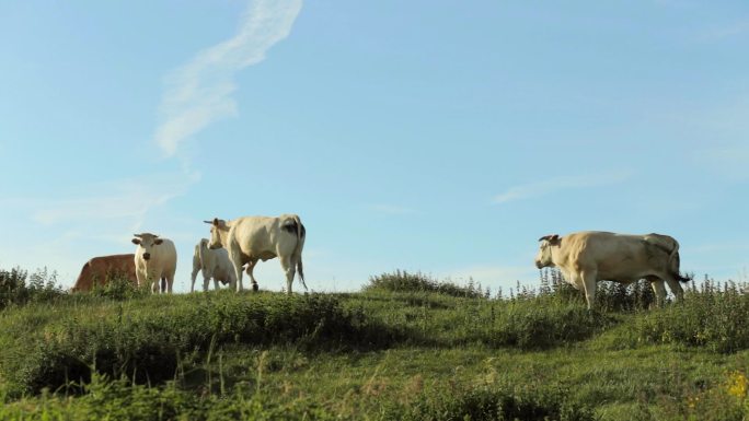 阳光下的牧场畜牧业蒙牛伊利农业生态