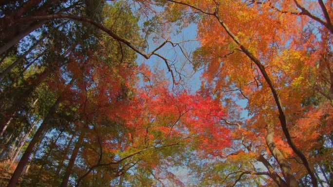 美丽的秋树在风中摇曳