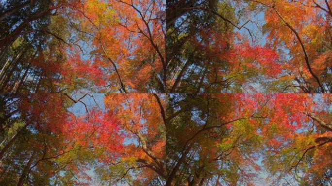 美丽的秋树在风中摇曳