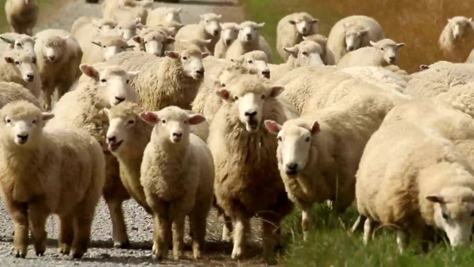 羊群产地基地产业三农饲养养殖