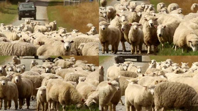 羊群产地基地产业三农饲养养殖