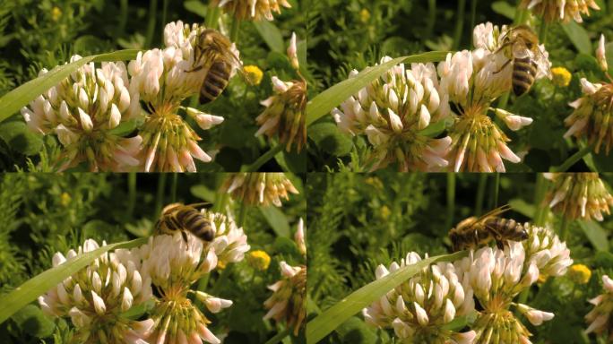 蜜蜂从一朵花爬到另一朵花