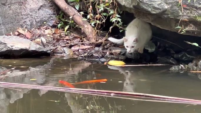 白色猫咪 扑鱼 水边 动物 猎食