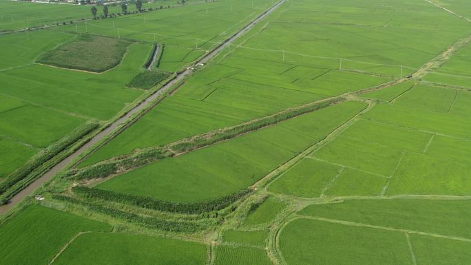 4K航拍水稻田活水渠浇灌 已实名验证