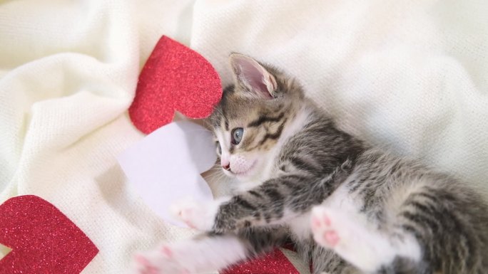 小猫在床上浅白的毯子上玩红心纸