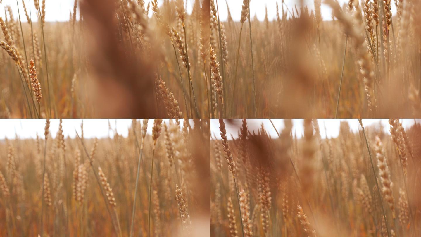 农田里金色的麦秆视频素材