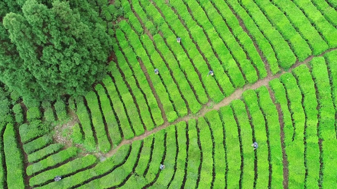 茶园茶叶茶山采茶茶叶种植