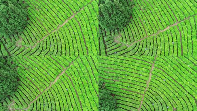茶园茶叶茶山采茶茶叶种植