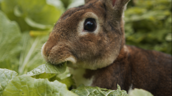兔子吃菜