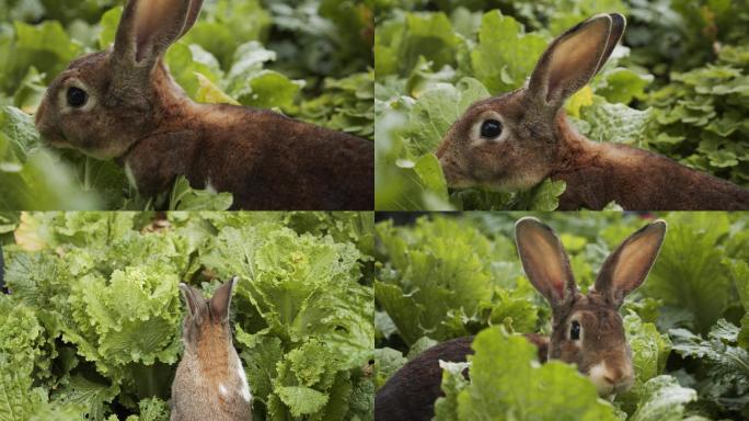 兔子吃菜