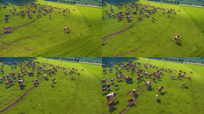 奶牛鸟瞰图欧洲北欧大草原畜牧业