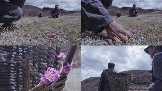 小花、紫花、摘花、插花、女兵、背篓